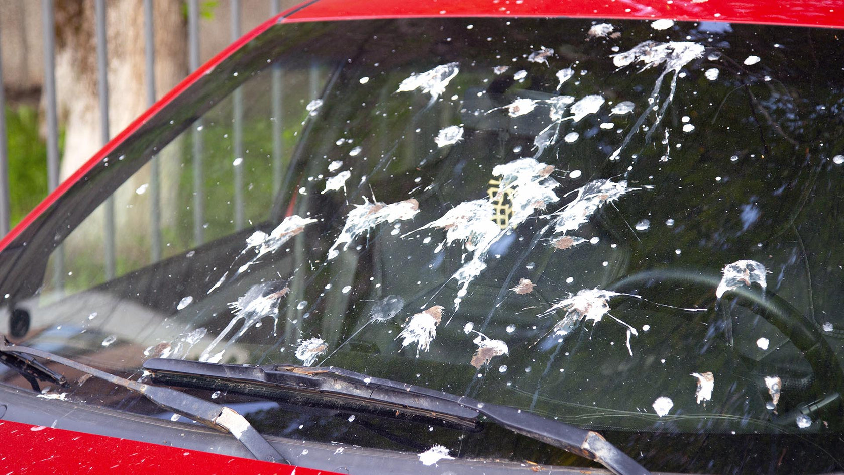 Clean Bird Droppings Off Your Windshield the Easy Way Invisible Glass